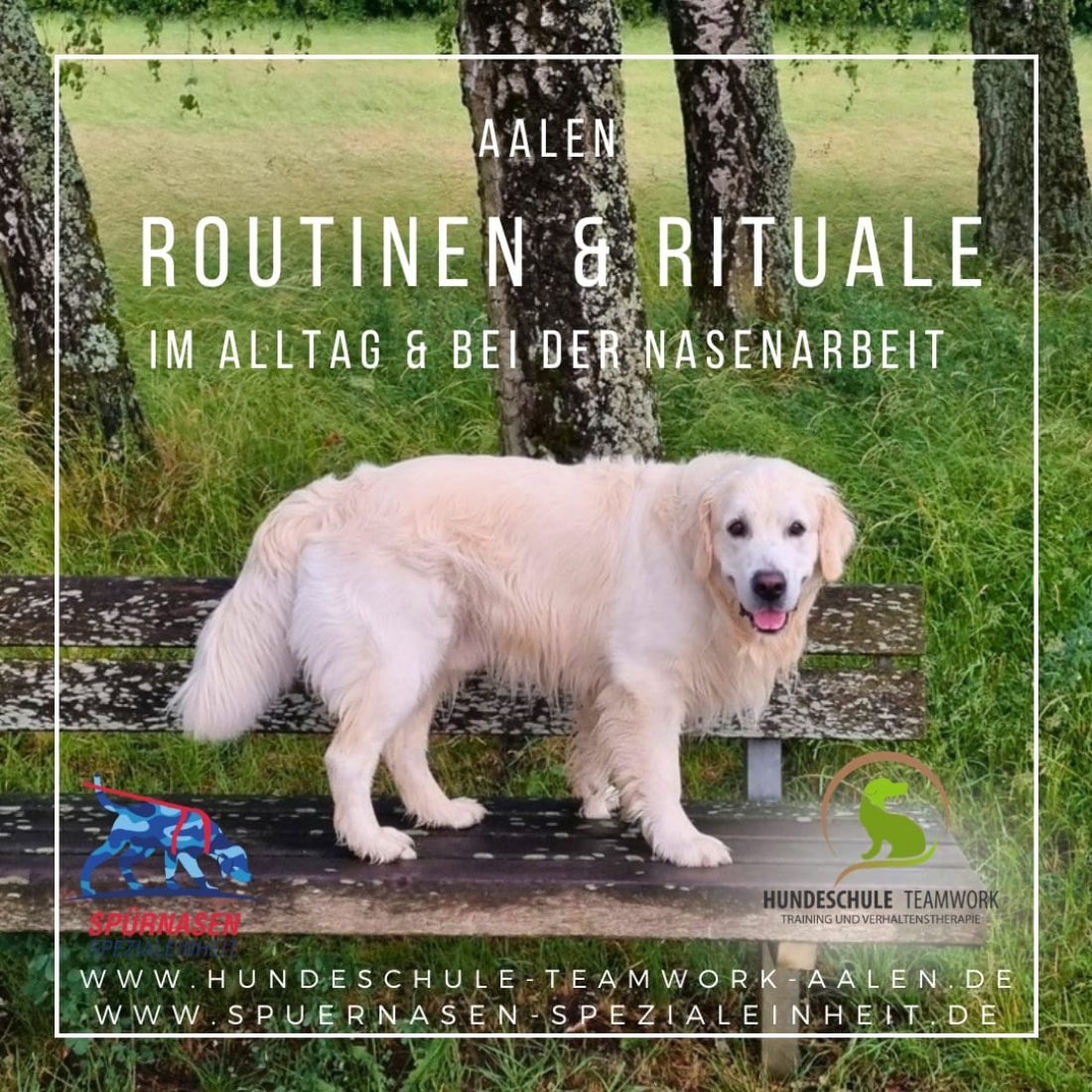 Routinen & Rituale im Alltag und der Nasenarbeit